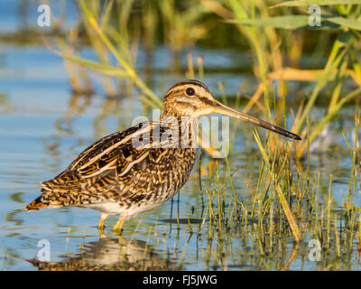 Beccaccino (Gallinago gallinago), in piedi in acqua poco profonda e la ricerca di cibo, Germania Foto Stock