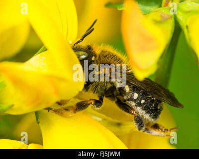 Foglia-cutter bee (Anthidium punctatum), Femmina su Common Bird┤s-piede (trifoglio Lotus corniculatus), Germania Foto Stock