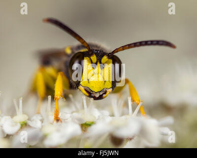 Sabbia-tailed digger wasp (Cerceris arenaria), maschio rovistando su Wild carota (Daucus carota), Germania Foto Stock