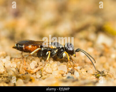 Digger wasp (Dinetus pictus), Femmina scava il nido in suolo sabbioso, Germania Foto Stock