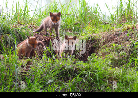 Red Fox (Vulpes vulpes vulpes), whelps davanti al den, Germania Foto Stock