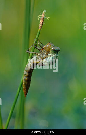 Subartiche torba-moor hawker, subartiche Hawker (Aeshna subarctica, Aeschna subarctica), larva botole di evacuazione dalla sua esuvia, serie da cova 1/6, Germania Foto Stock