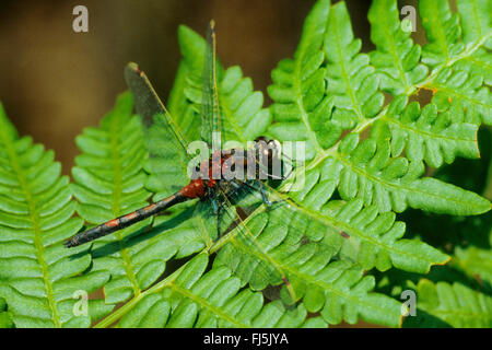 Il nord di fronte bianco-Darter, Northern Whitefaced Darter (Leucorrhinia, rubicunda rubicunda Leucorhinia), maschio su un frond, Germania Foto Stock