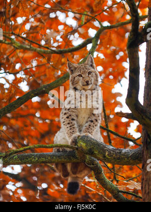 Nord (Lynx Lynx Lynx lynx), giovane lynx su un albero, in Germania, in Baviera Foto Stock