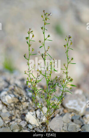 Piccolo toadflax, comune di bocca di leone nani (Chaenorhinum minus, Chaenarhinum meno) sulla ghiaia, in Germania, in Baviera, Alta Baviera, Baviera superiore Foto Stock