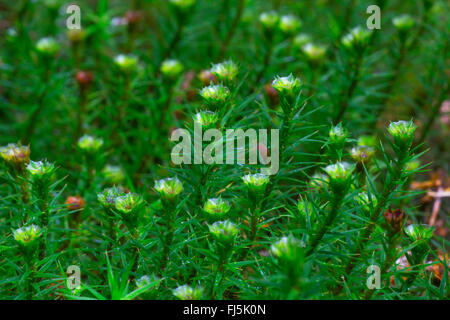 Star Moss, Haircap Moss, capelli Moss (Polytrichum formosum, Polytrichum attenuatum), Perichaetia, in Germania, in Baviera, Alta Baviera, Baviera superiore Foto Stock