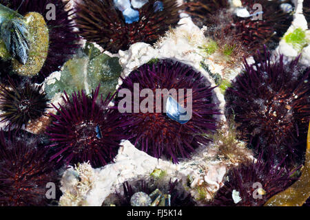 Viola ricci di mare, pietroso ricci di mare, nero urchin (Paracentrotus lividus, Strongylocentrotus lividus, Toxopneustes lividus), siede in conche in roccia scavato da sé Foto Stock