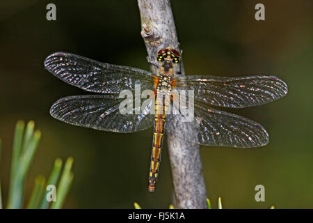 Nero (sympetrum Sympetrum danae), femmina in corrispondenza di un ramoscello, vista da sopra, Germania Foto Stock