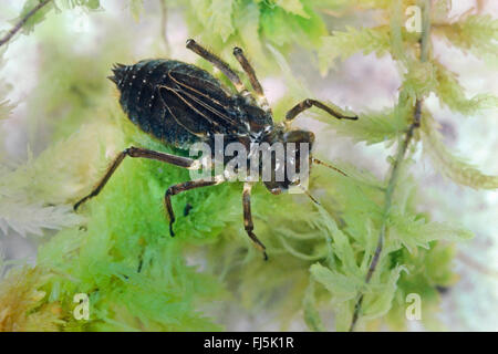 Alpine (smeraldo Somatochlora alpestris), larva acquatica, Germania Foto Stock