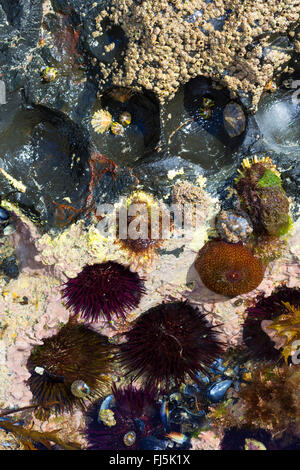 Viola ricci di mare, pietroso ricci di mare, nero urchin (Paracentrotus lividus, Strongylocentrotus lividus, Toxopneustes lividus), siede in conche in roccia scavato da sé Foto Stock