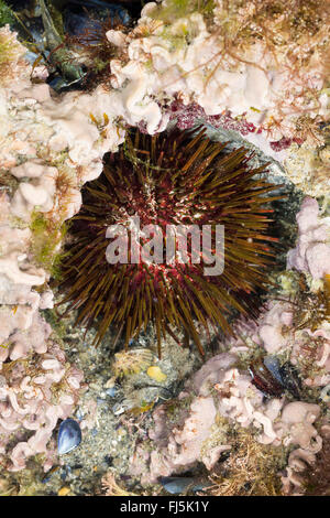 Viola ricci di mare, pietroso ricci di mare, nero urchin (Paracentrotus lividus, Strongylocentrotus lividus, Toxopneustes lividus), si siede in dell nella roccia scavato da sé Foto Stock