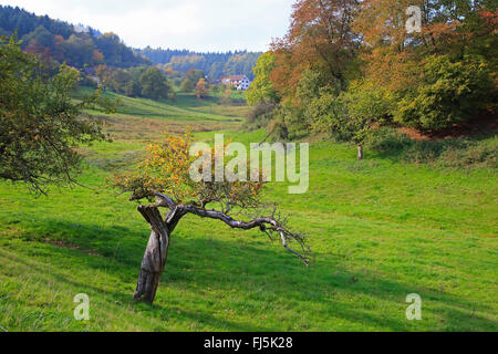 Apple tree (malus domestica), nodose vecchio albero in autunno, GERMANIA Baden-Wuerttemberg, Odenwald Foto Stock