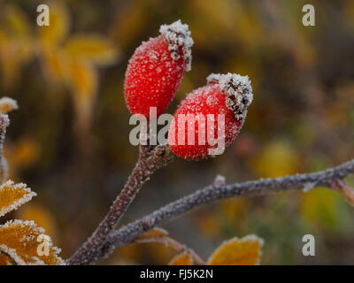 La rosa selvatica (Rosa spec.), rosa canina con trasformata per forte gradiente frost, GERMANIA Baden-Wuerttemberg Foto Stock