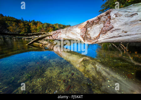 Albero caduto alla riva del lago, in Germania, il Land Brandeburgo, Stechlin, Neuglobsow Foto Stock