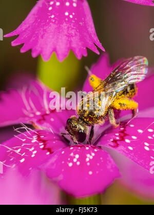 Verde comune Furrow-Bee (Lasioglossum morio), Femmina rovistando on Maiden rosa (Dianthus deltoides), Germania Foto Stock