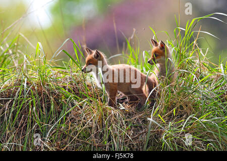 Red Fox (Vulpes vulpes vulpes), whelps davanti al den, Germania Foto Stock