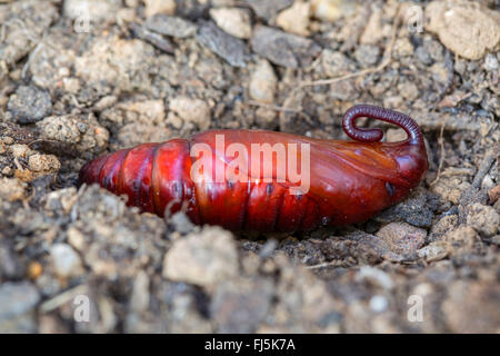 Convolvulus hawkmoth, gloria di mattina sphinx moth (Agrius convolvuli, Herse convolvuli Sphinx convolvuli), pupa nel sotterraneo aperto scavano, in Germania, in Baviera Foto Stock