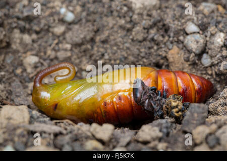 Convolvulus hawkmoth, gloria di mattina sphinx moth (Agrius convolvuli, Herse convolvuli Sphinx convolvuli), la nuova versione di soft pupa nel sotterraneo aperto scavano, in Germania, in Baviera Foto Stock