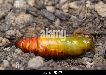 Convolvulus hawkmoth, gloria di mattina sphinx moth (Agrius convolvuli, Herse convolvuli Sphinx convolvuli), la nuova versione di soft pupa nel sotterraneo aperto scavano, in Germania, in Baviera Foto Stock