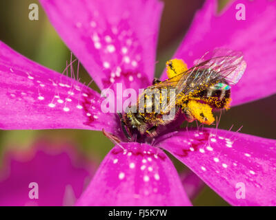 Verde comune Furrow-Bee (Lasioglossum morio), Femmina rovistando on Maiden rosa (Dianthus deltoides), Germania Foto Stock