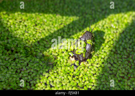 Biscia dal collare (Natrix natrix), emergente tra lenticchie d'acqua, in Germania, in Baviera Foto Stock