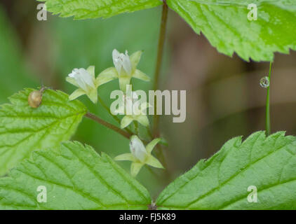 Stone rovo Roebuck-berry (Rubus saxatilis), fioritura, in Germania, in Baviera, Alta Baviera, Baviera superiore Foto Stock