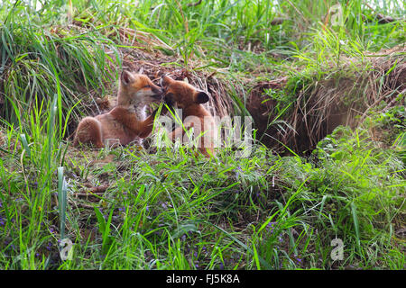 Red Fox (Vulpes vulpes vulpes), whelps davanti al den, Germania Foto Stock