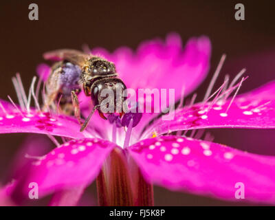 Verde comune Furrow-Bee (Lasioglossum morio), Femmina rovistando on Maiden rosa (Dianthus deltoides), Germania Foto Stock