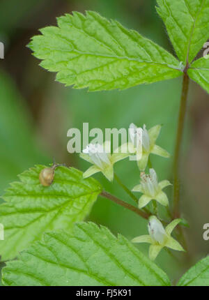 Stone rovo Roebuck-berry (Rubus saxatilis), fioritura, in Germania, in Baviera, Alta Baviera, Baviera superiore Foto Stock