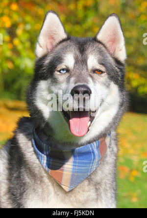 Razza cane (Canis lupus f. familiaris), Siberian Husky di razza mista, ritratto, Germania Foto Stock