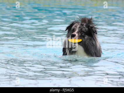 Pastore australiano (Canis lupus f. familiaris), tre anni cane maschio giocare al cane a nuotare in acqua, Germania Foto Stock