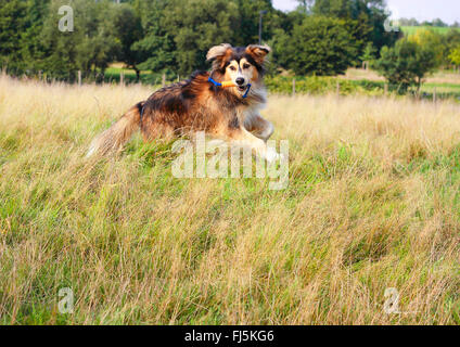 Razza cane (Canis lupus f. familiaris), tre anni Siberian Husky Malamute razza corre in un prato, Germania Foto Stock