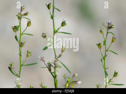 Piccolo toadflax, comune di bocca di leone nani (Chaenorhinum minus, Chaenarhinum meno), fioritura, in Germania, in Baviera, Alta Baviera, Baviera superiore Foto Stock