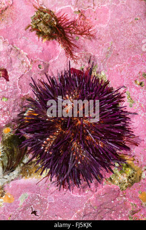 Viola ricci di mare, pietroso ricci di mare, nero urchin (Paracentrotus lividus, Strongylocentrotus lividus, Toxopneustes lividus), si siede in dell nella roccia scavato da sé Foto Stock