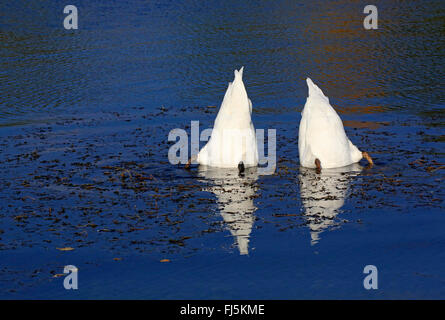 Cigno (Cygnus olor), a dedicarmi due cigni , Germania Foto Stock