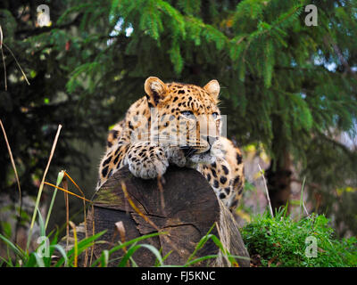 Amur leopard (Panthera pardus orientalis) giacente su un tronco di albero Foto Stock