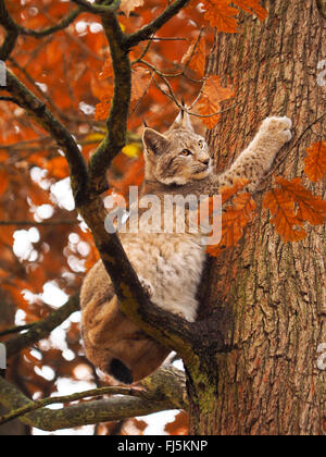 Nord (Lynx Lynx Lynx lynx), giovane lynx su un albero, in Germania, in Baviera Foto Stock