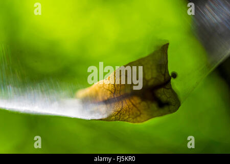 Basswood, tiglio, tiglio (Tilia spec.), frutto di un basswood in una ragnatela, Germania, Sassonia, Vogtlaendische Schweiz Foto Stock