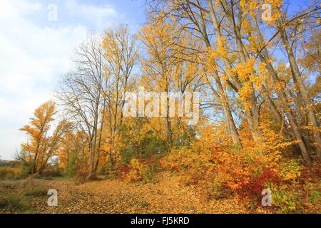 Aspen, Pioppo (Populus spec.), foodplain foresta in collezione autunno al fiume Reno, GERMANIA Baden-Wuerttemberg, Mannheim Foto Stock