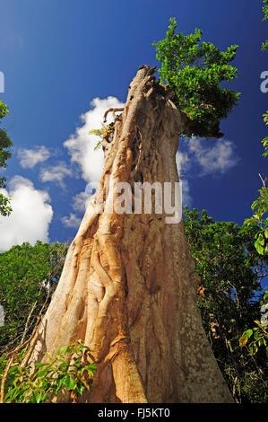 Il gigante morto nella foresta pluviale con albero di fico, Nuova Caledonia, Ile des Pins Foto Stock