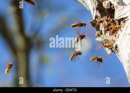 Hornet, marrone hornet, Europeo hornet (Vespa crabro), avvicinando il nido, in Germania, in Baviera Foto Stock