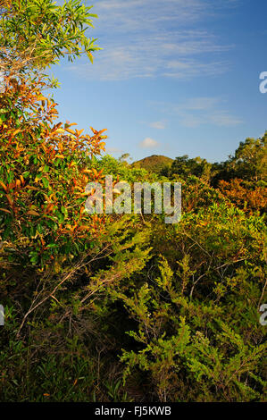 Vegetazione nel nuovo Caledonian rain forest, Nuova Caledonia, Ile des Pins Foto Stock