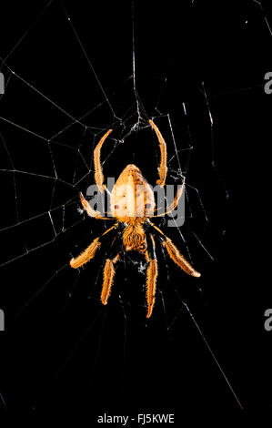 Orbweavers, orb-tessitura di ragni (ampio corposo orbweavers) (Araneidae), crociera nel suo web, Nuova Caledonia, Il des Pins Foto Stock