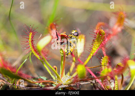 Deathskull Fly, Deathskull hoverfly (Myathropa florea), grippaggio a foglie di dundey, Drosera intermedia, in Germania, in Baviera Foto Stock