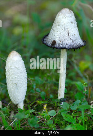 Shaggy copertura di inchiostro, Avvocato parrucca, Shaggy mane (Coprinus comatus, Coprinus ovatus), due corpi fruttiferi in un prato, in Germania, in Baviera, Oberbayern-Alpenvorland Foto Stock