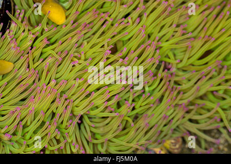 Snakelocks anemone, opelet (anemone Anemonia sulcata, Anemonia viridis), dettaglio Foto Stock