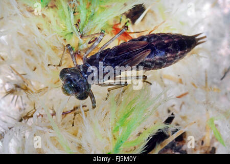 Azure hawker (Aeshna caerulea), larva acquatica, Germania Foto Stock