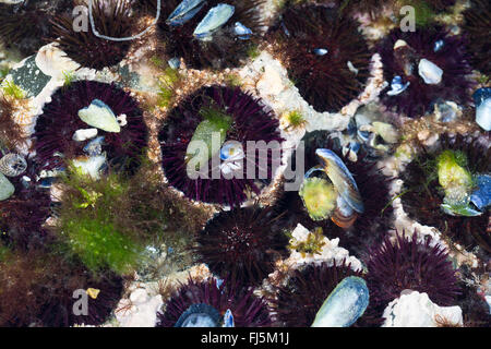 Viola ricci di mare, pietroso ricci di mare, nero urchin (Paracentrotus lividus, Strongylocentrotus lividus, Toxopneustes lividus), siede in conche in roccia scavato da sé Foto Stock