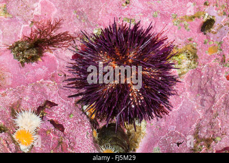 Viola ricci di mare, pietroso ricci di mare, nero urchin (Paracentrotus lividus, Strongylocentrotus lividus, Toxopneustes lividus), si siede in dell nella roccia scavato da sé Foto Stock