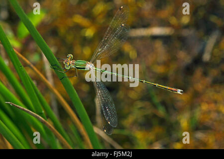 Migrant spreadwing, meridionale damselfly smeraldo (Lestes barbarus), in corrispondenza di un gambo, vista da sopra, Germania Foto Stock